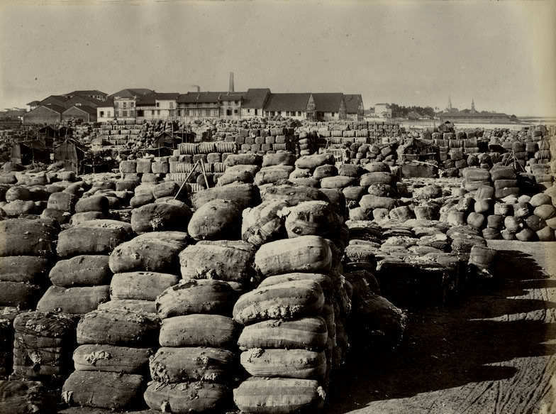 Thousands of cotton bales stacked at the port of Bombay in the 1860s